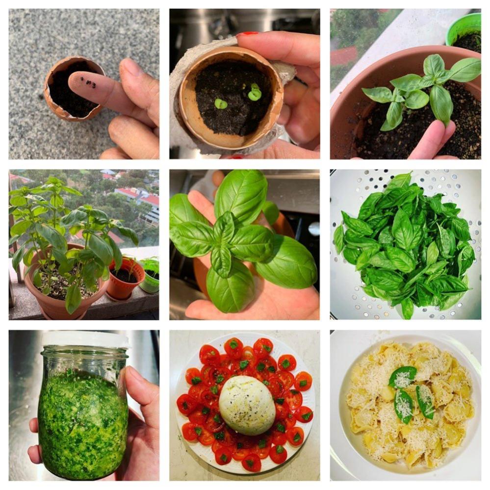 A mixture of seeds and plants