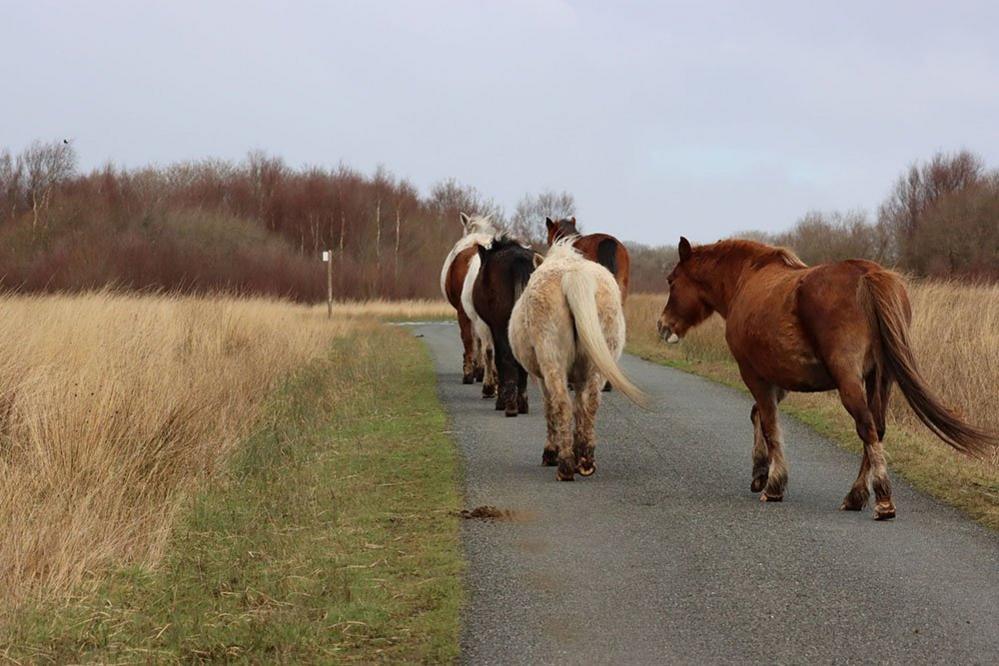 Horses