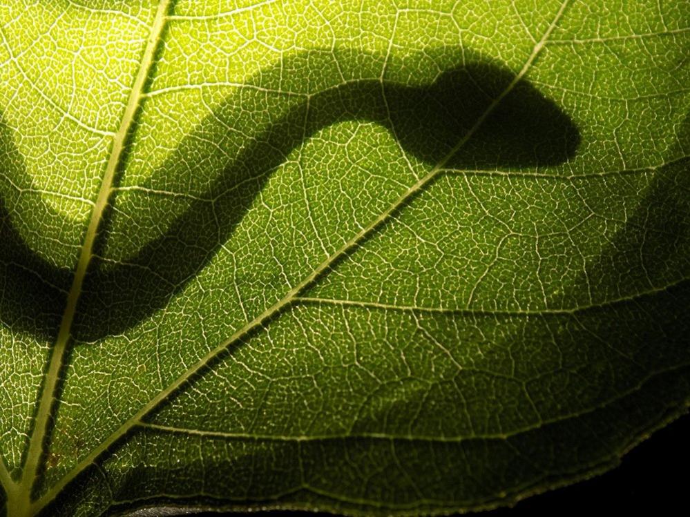 Shadow of a snake