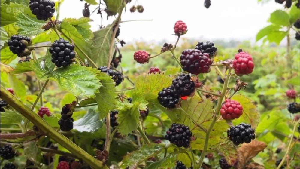 Blackberries, both ripe and red and underripe, with lots of leafage and stems visible, with hedgerows and the bleached out sky behind.