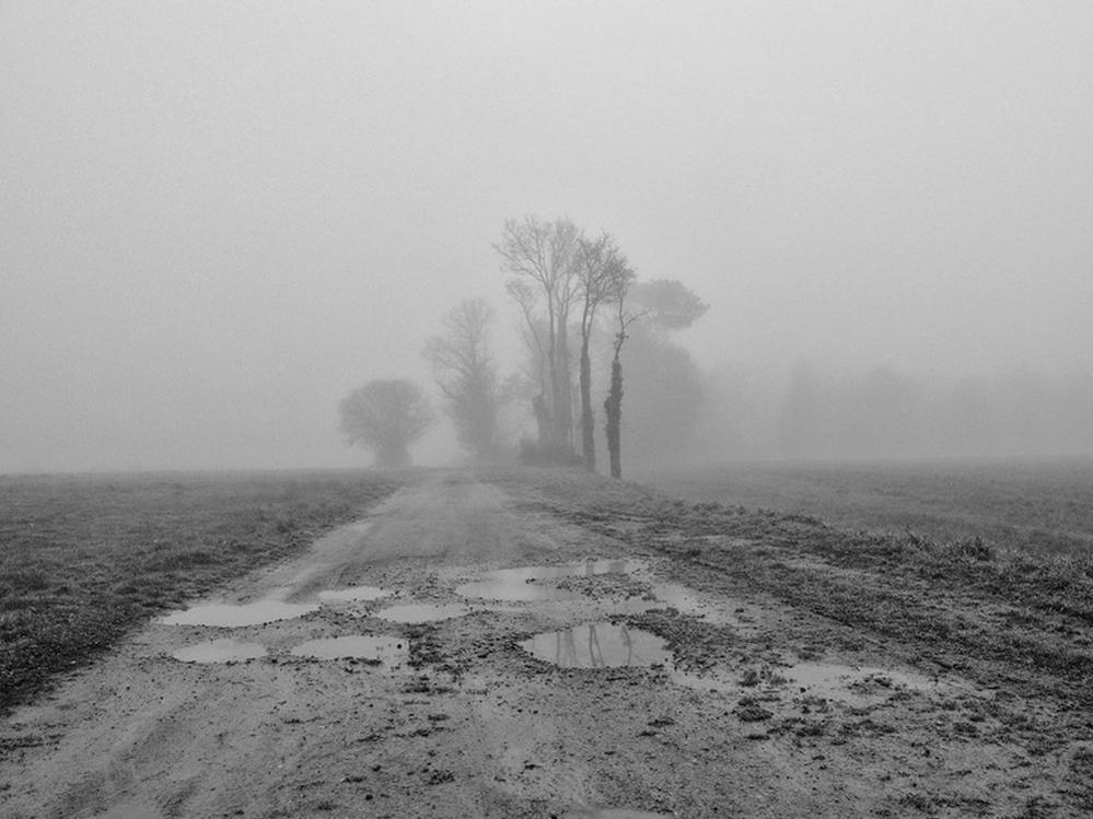 Woodland in mist