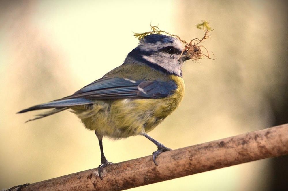 A blue tit