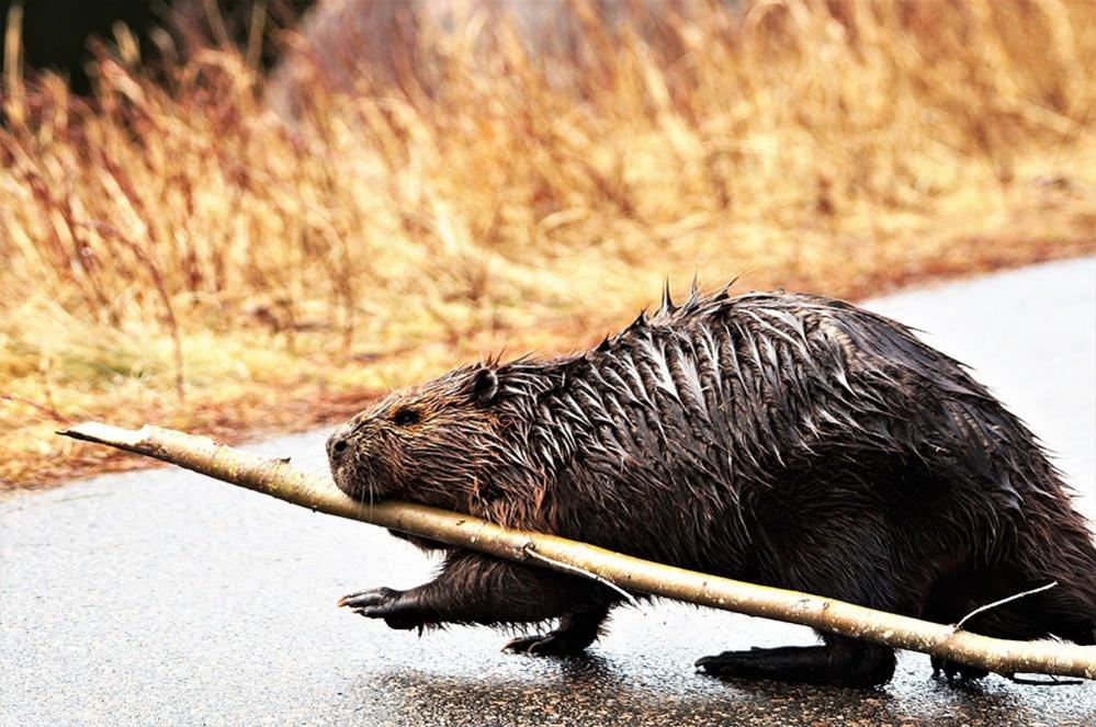 Beaver