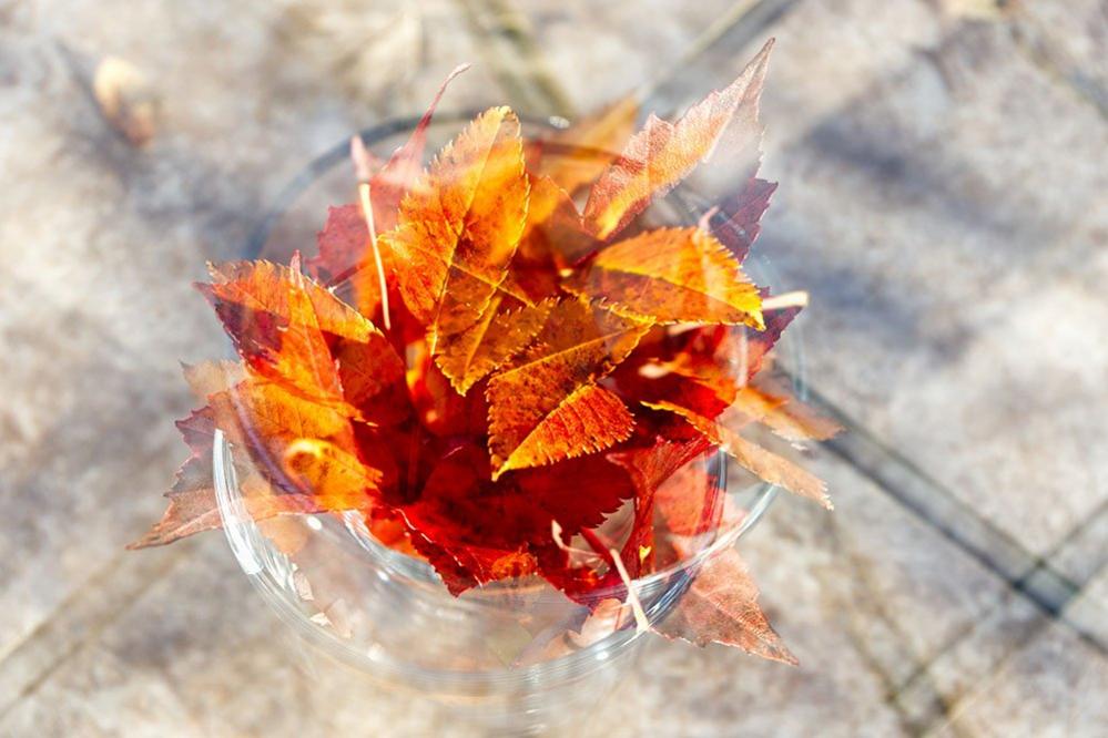 Autumn leaves in a vase