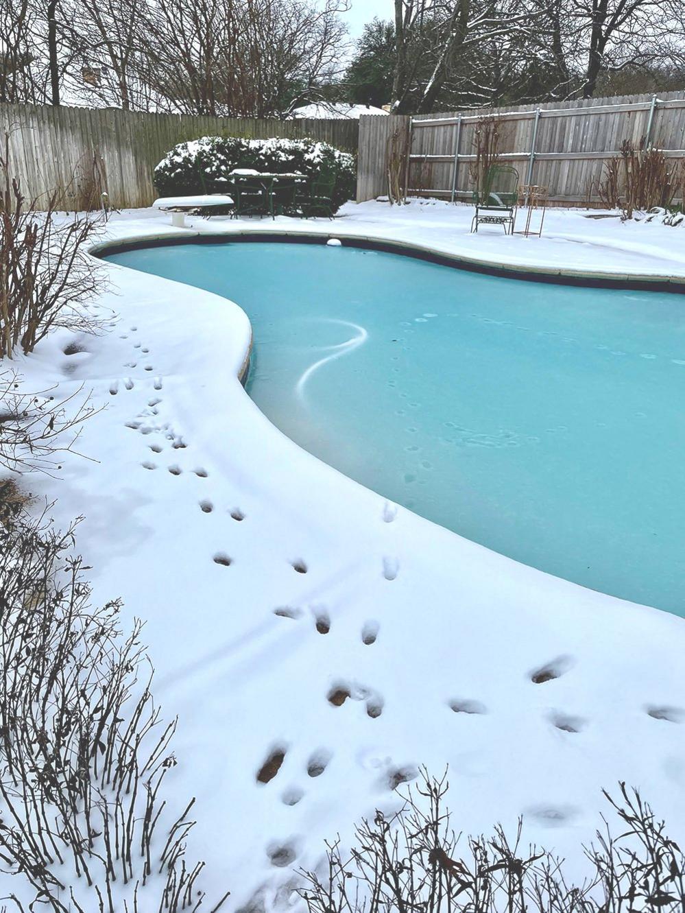 Animal tracks in the snow