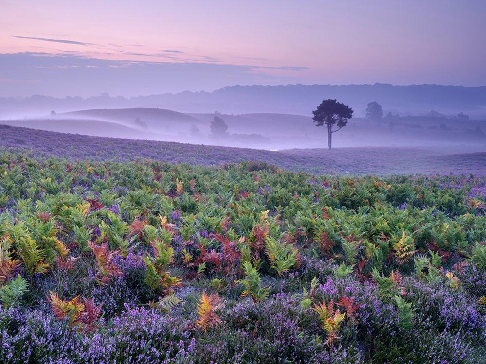 Heathland near Burley in the New Forest