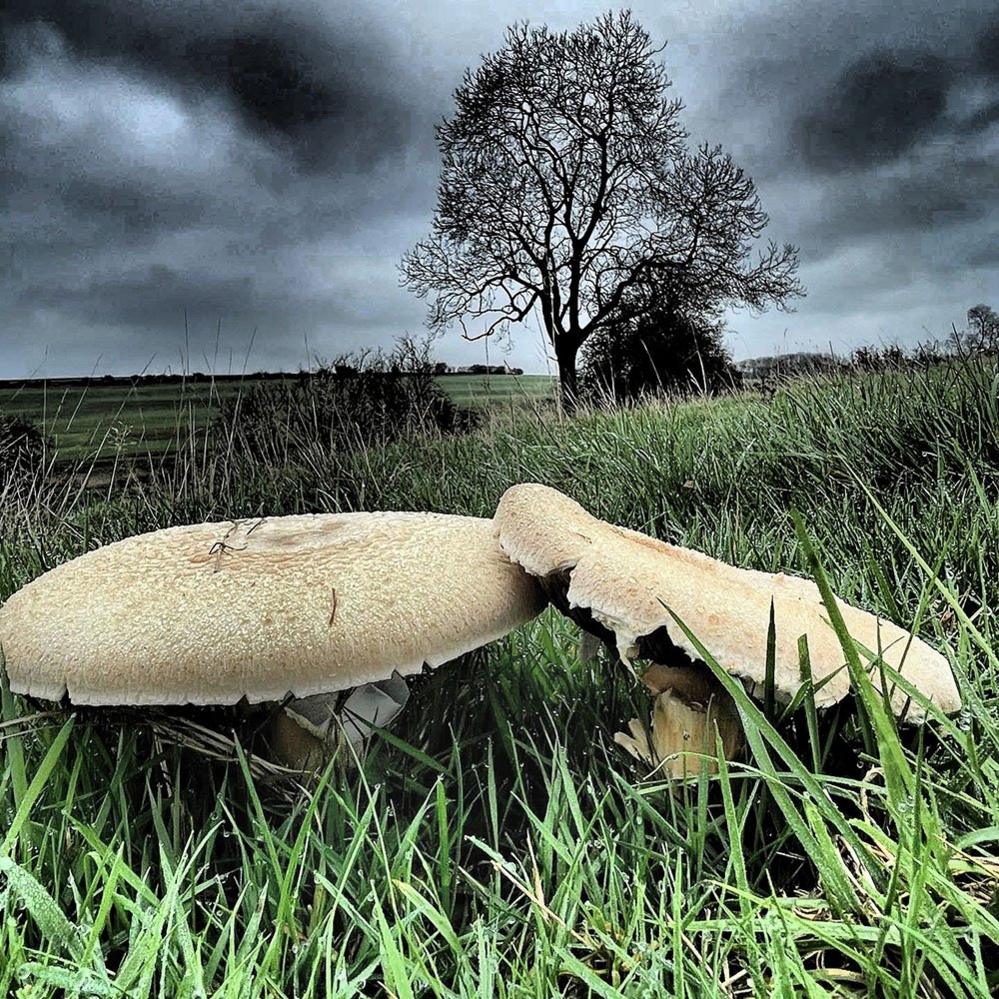 Mushrooms in a field