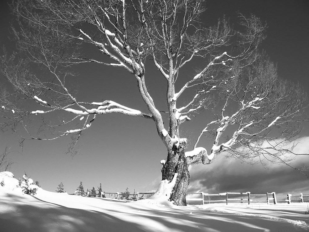 A tree in snow