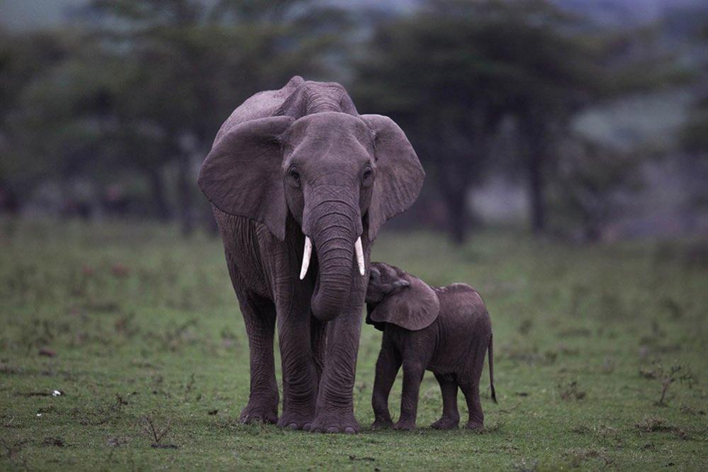 Elephant and calf