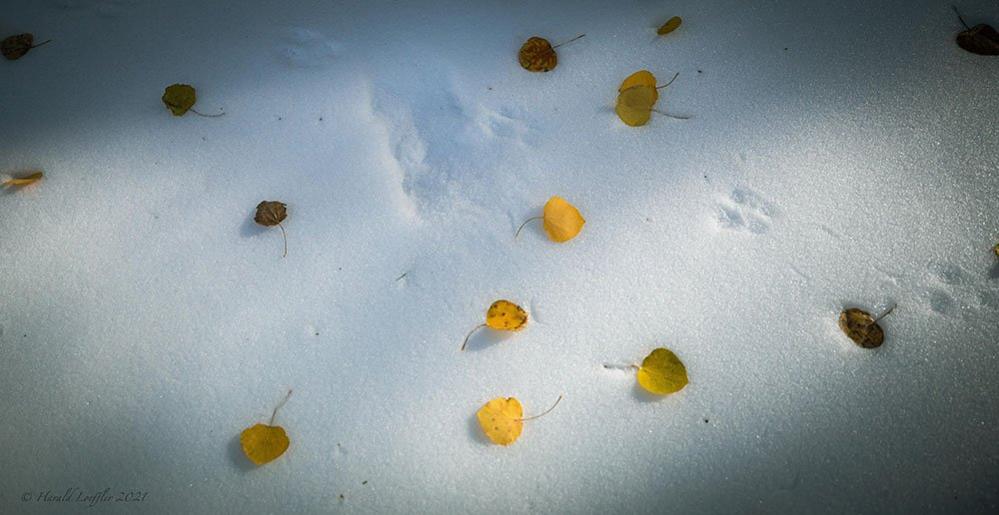 Leaves and footprints on snow