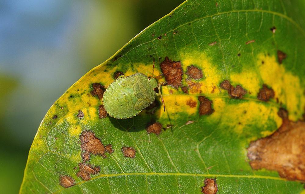 Shield bug