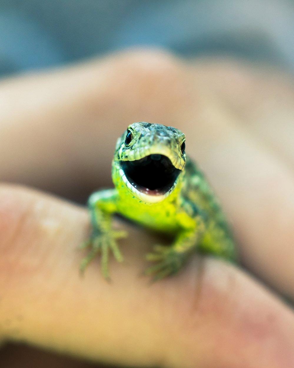 A lizard in a girl's hand