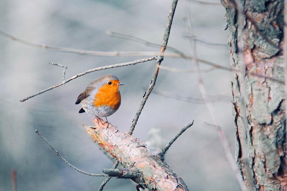 Robin in a tree