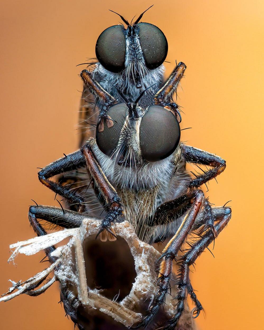 Mating pair of golden-tabbed robber flies