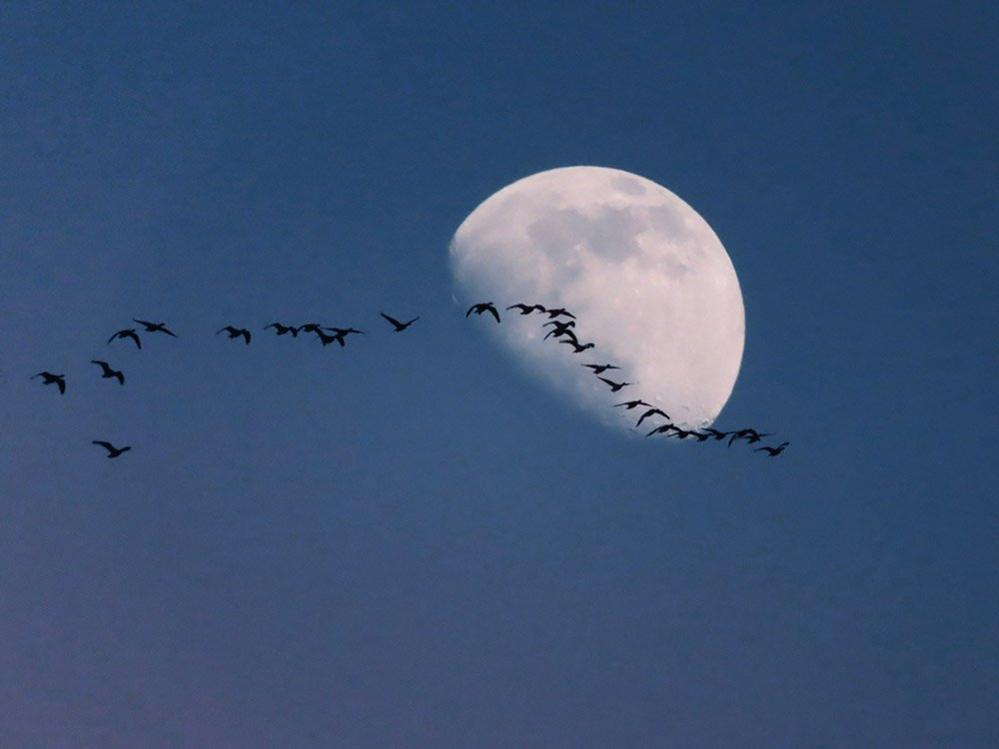 Geese in front on the moon