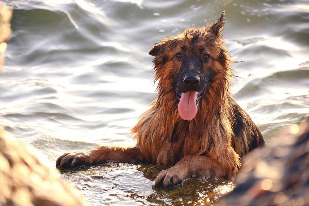 Dog in the water