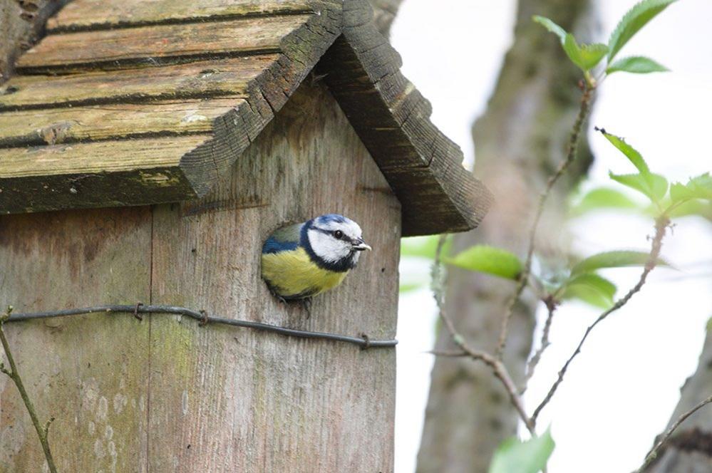 Blue tit in bird box