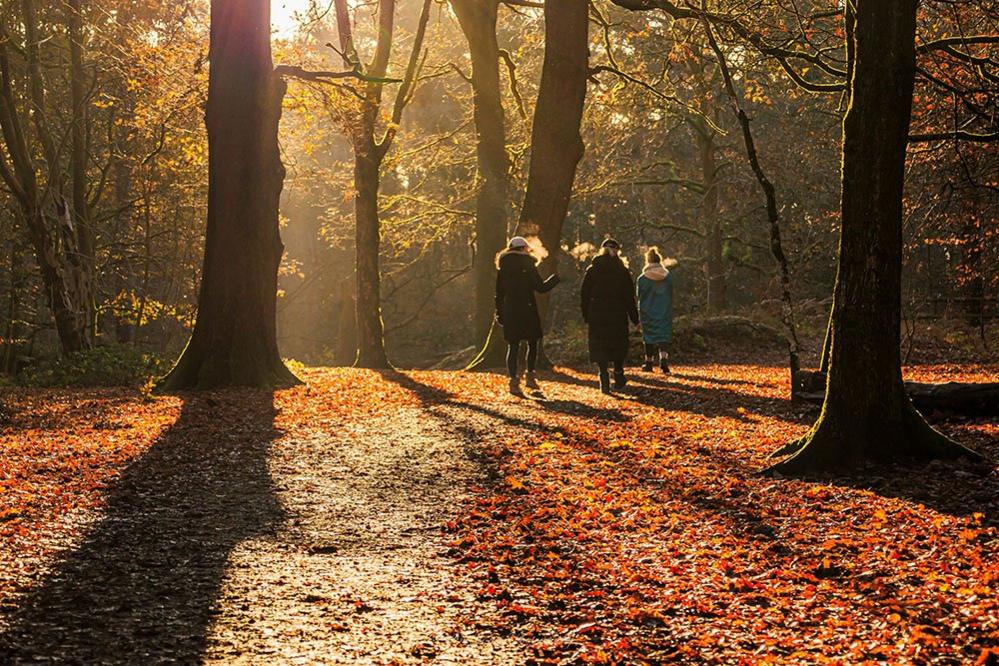 People walking in the woods