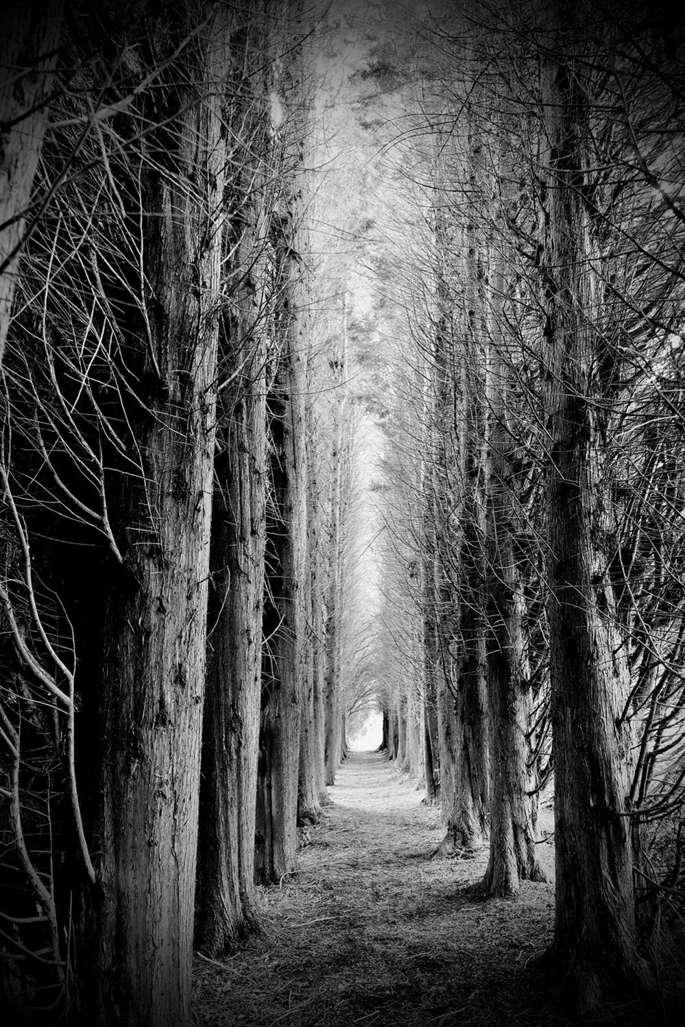 Trees forming an arch