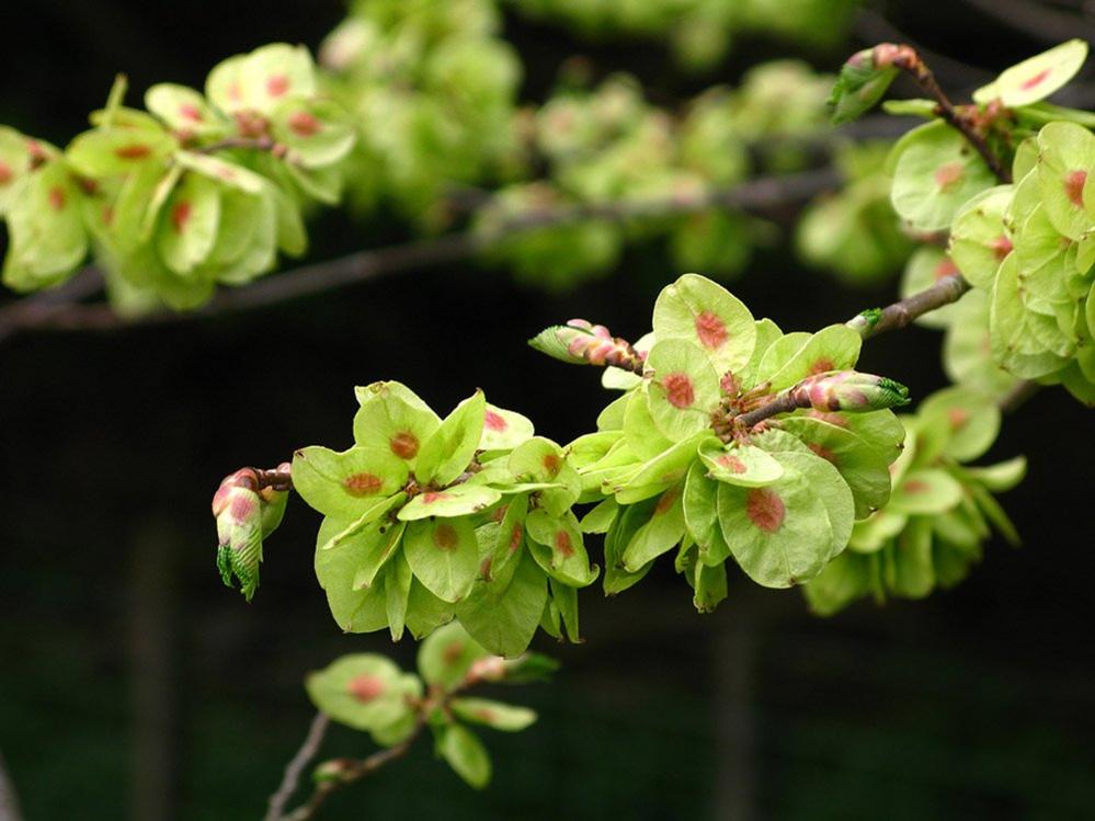 Wych elm seeds