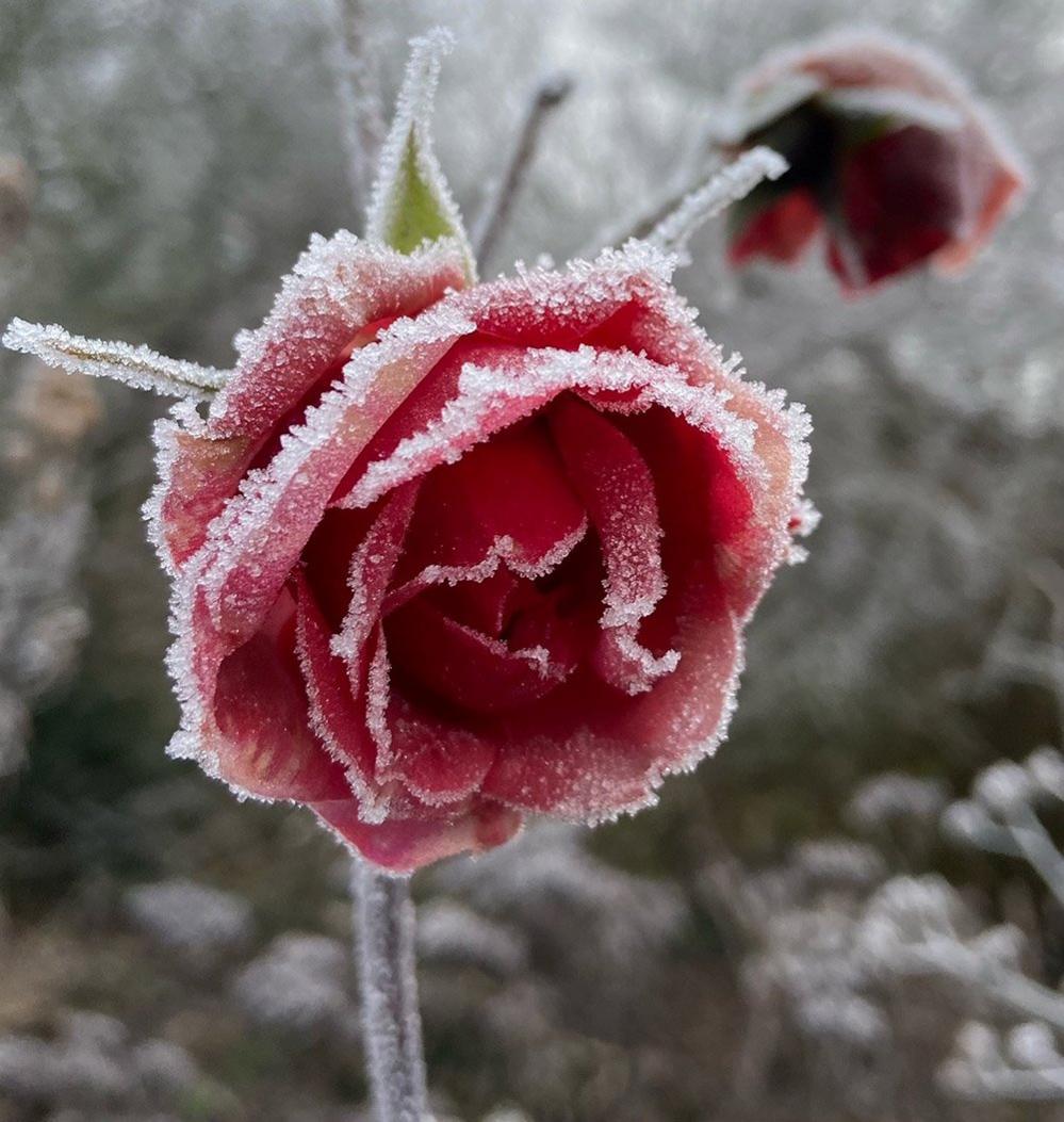 Frosted rose