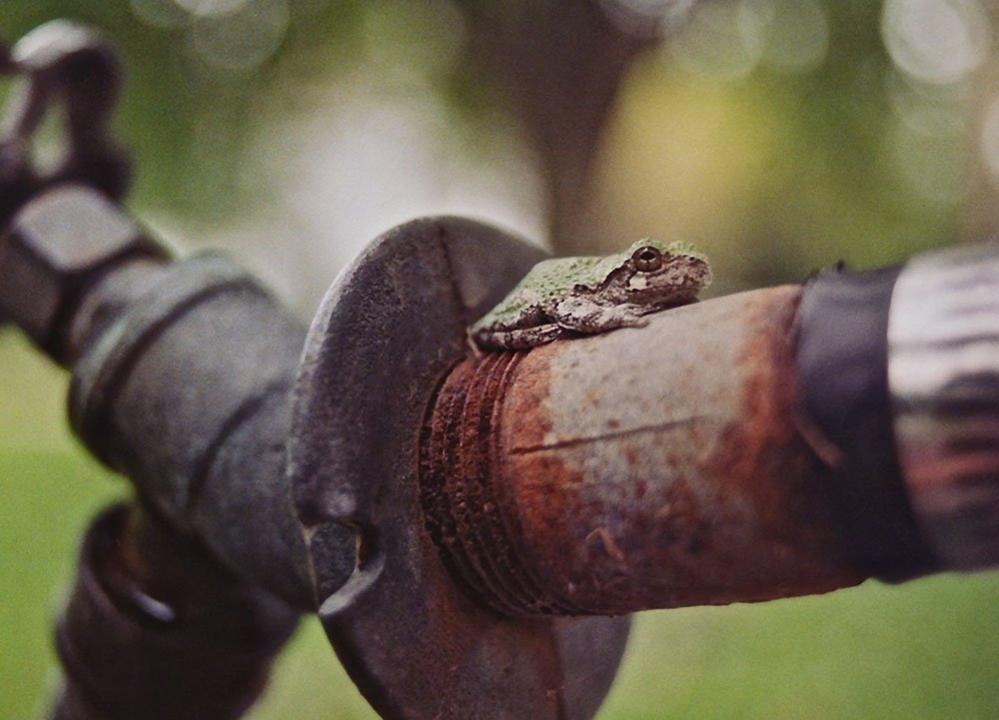 Gray treefrog