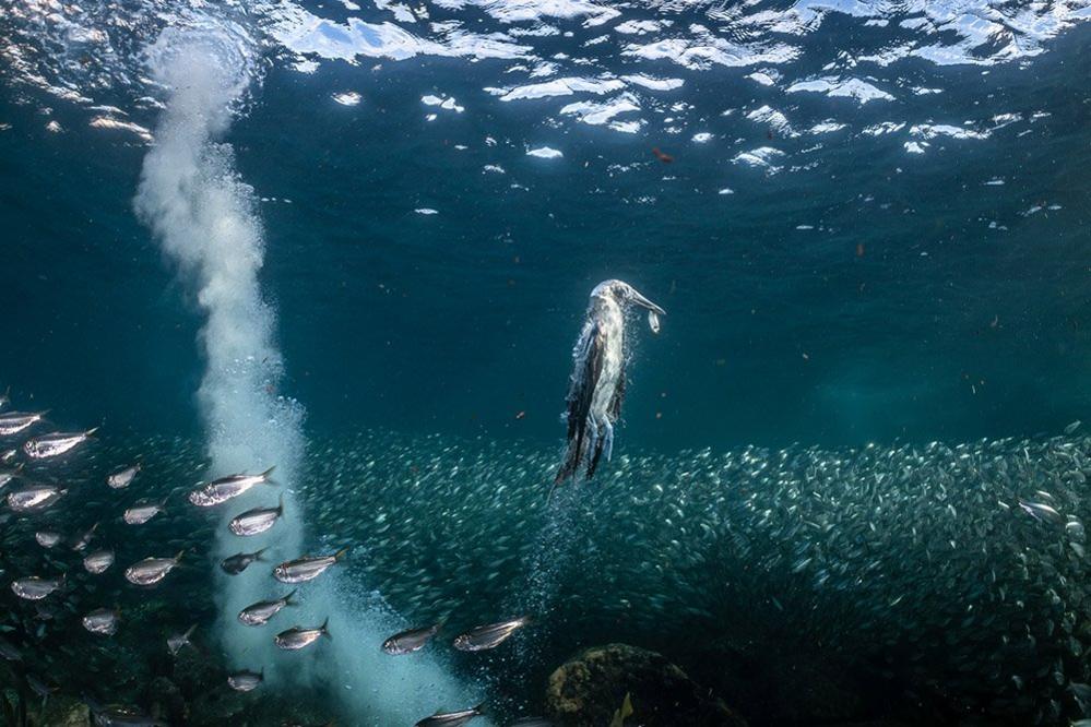 Blue-footed booby rising with a sardine in its beak