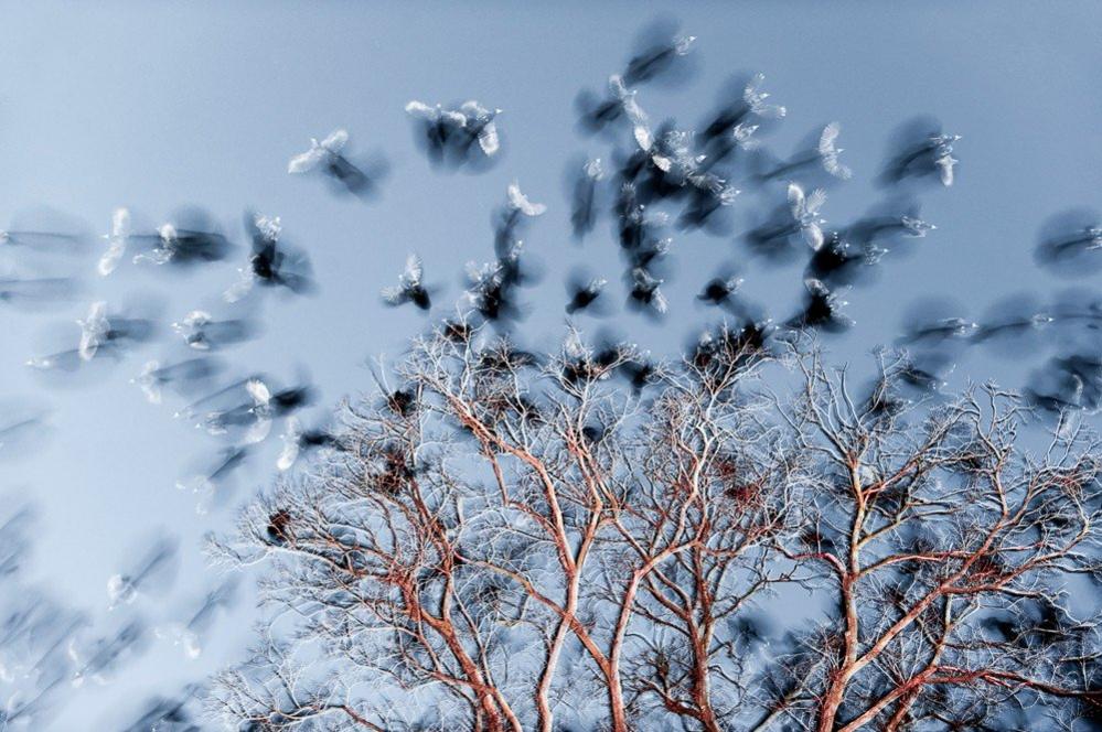 Birds in a tree