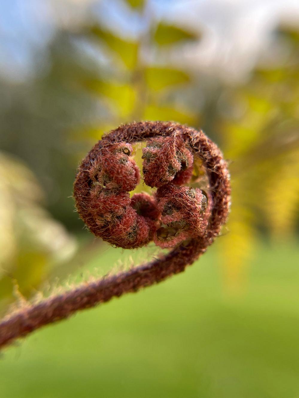 Fern in New Jersey, USA