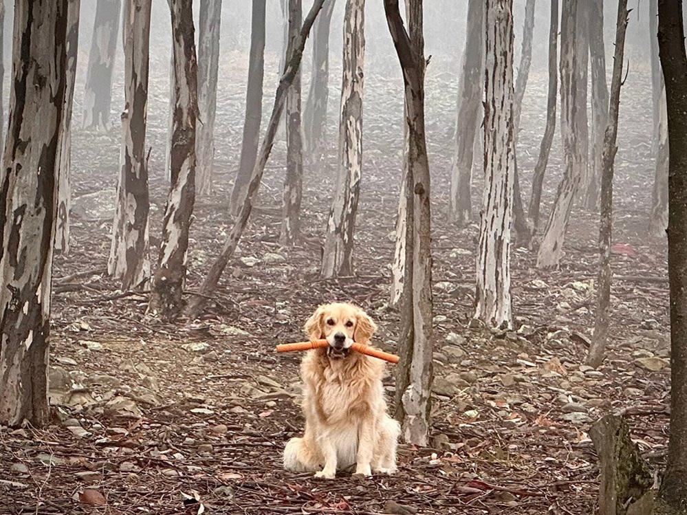 Dog in woodland