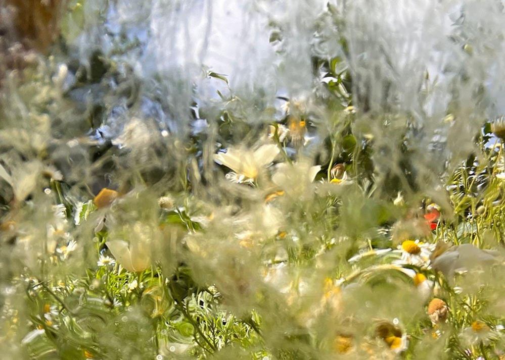 Chamomile flowers and Californian Poppies