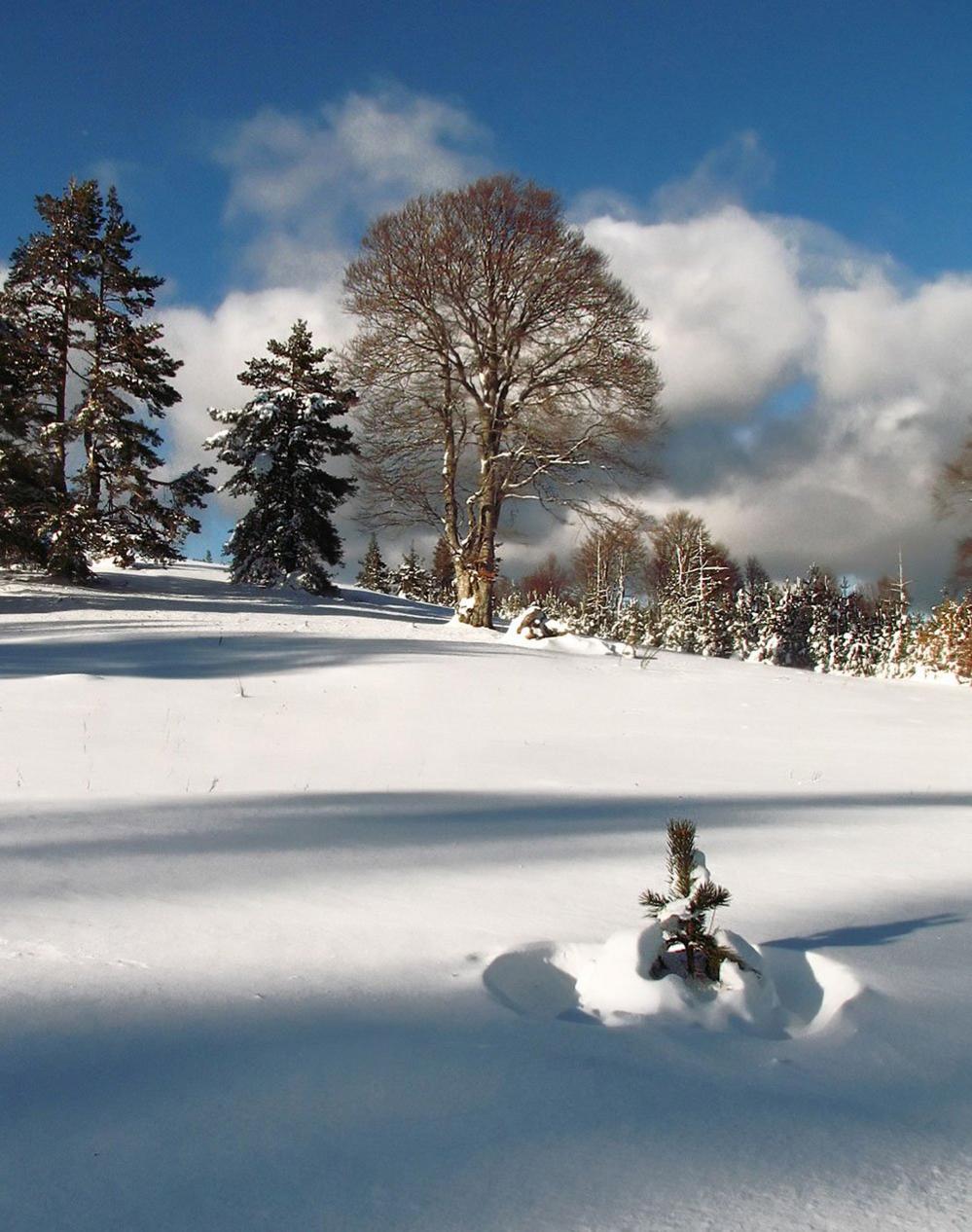 Snowy landscape