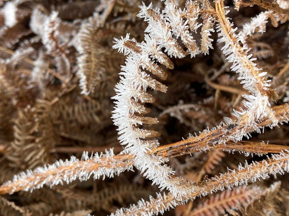 Icicles on a fern