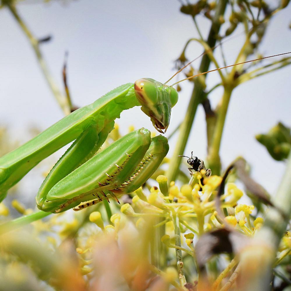 Praying mantis