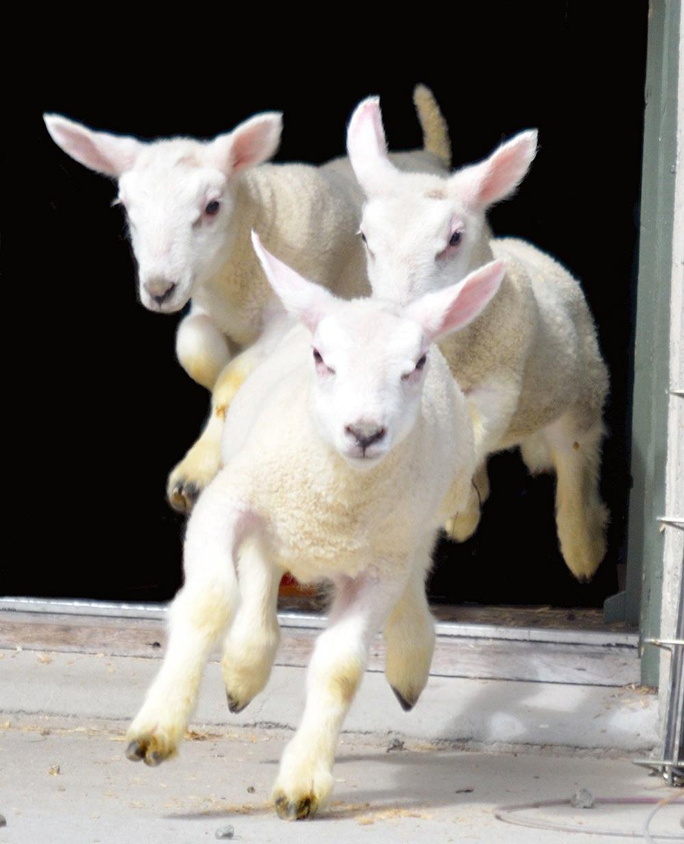 Lambs