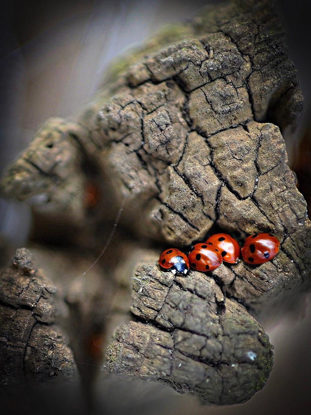 Ladybirds