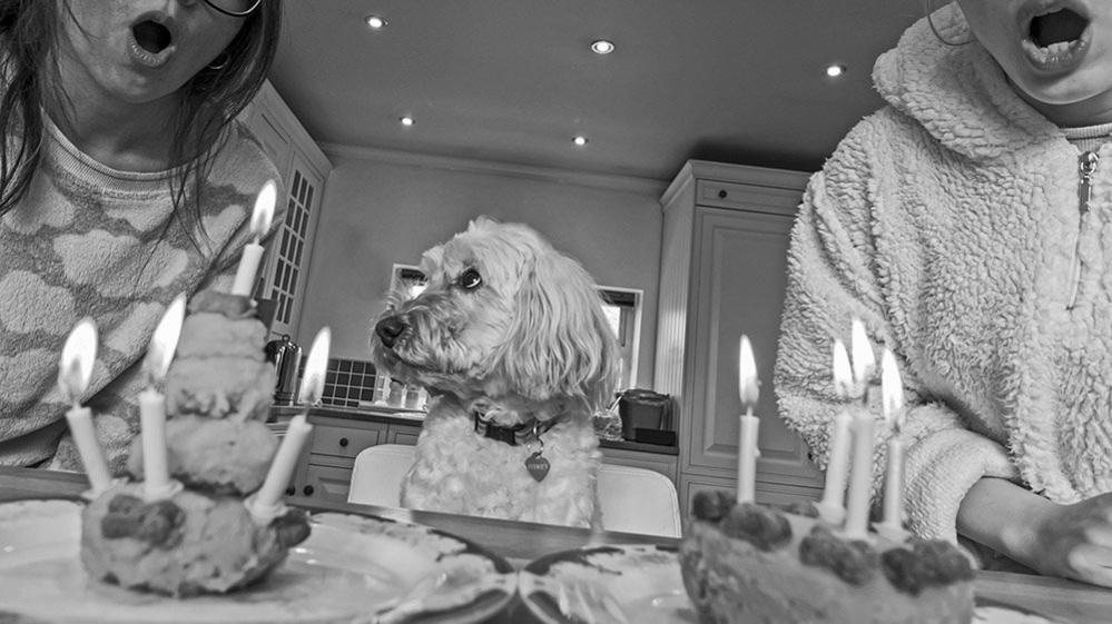 A dog and birthday cakes