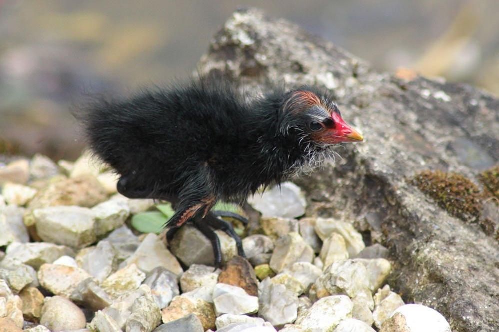 A baby moorhen