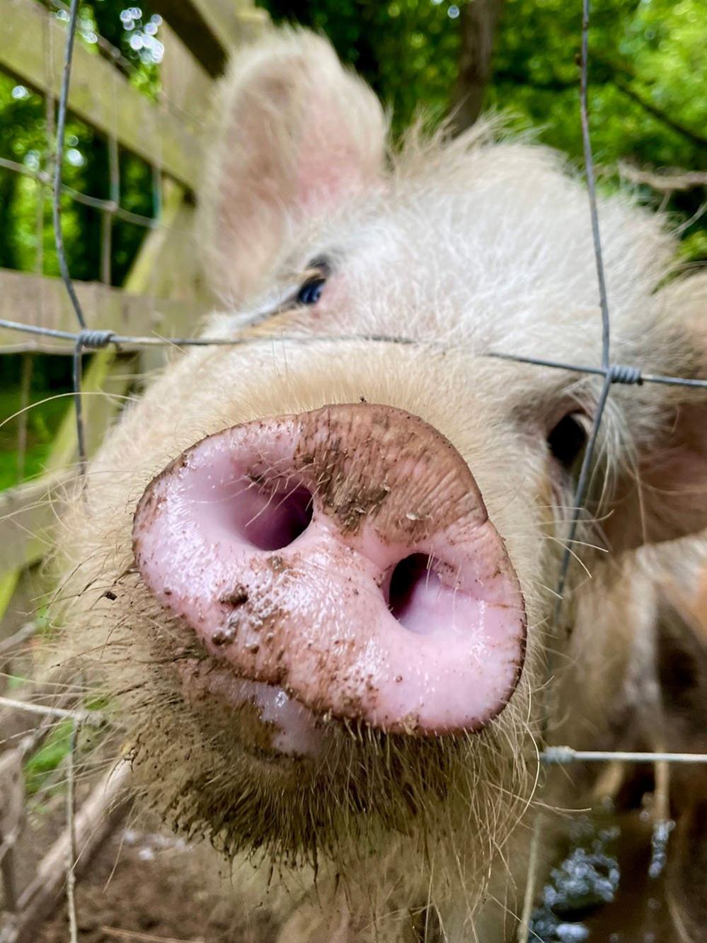 Pig behind a wire fence