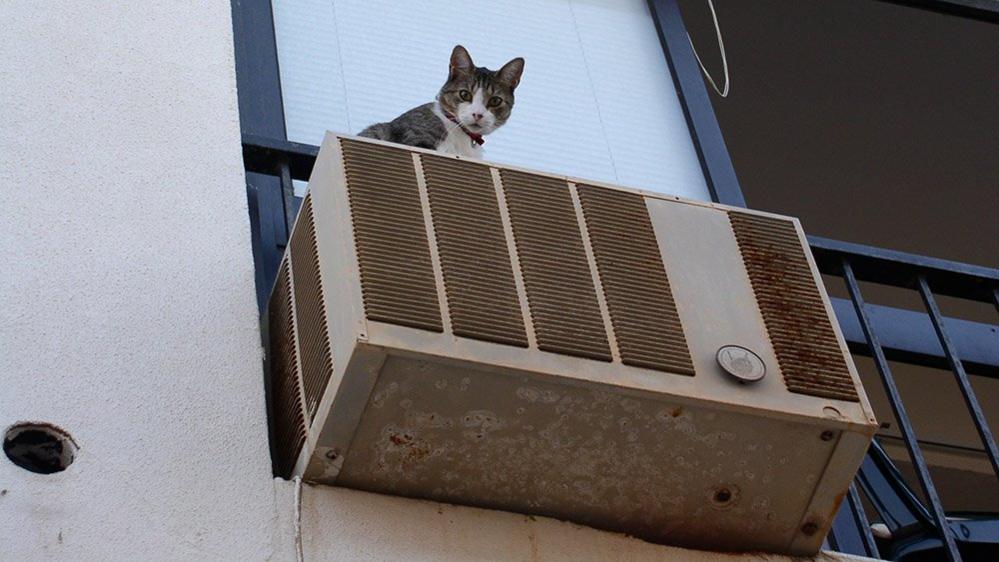 Cat on an air conditioning unit