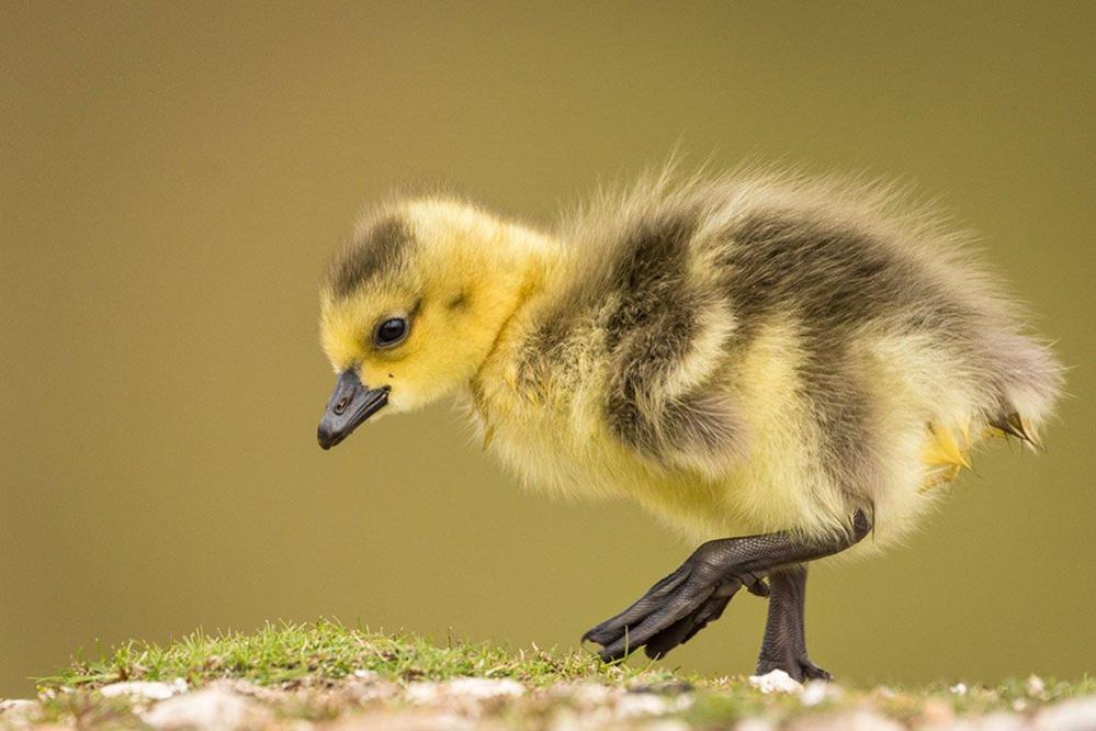 Canada Goose