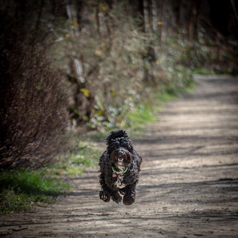 Running dog