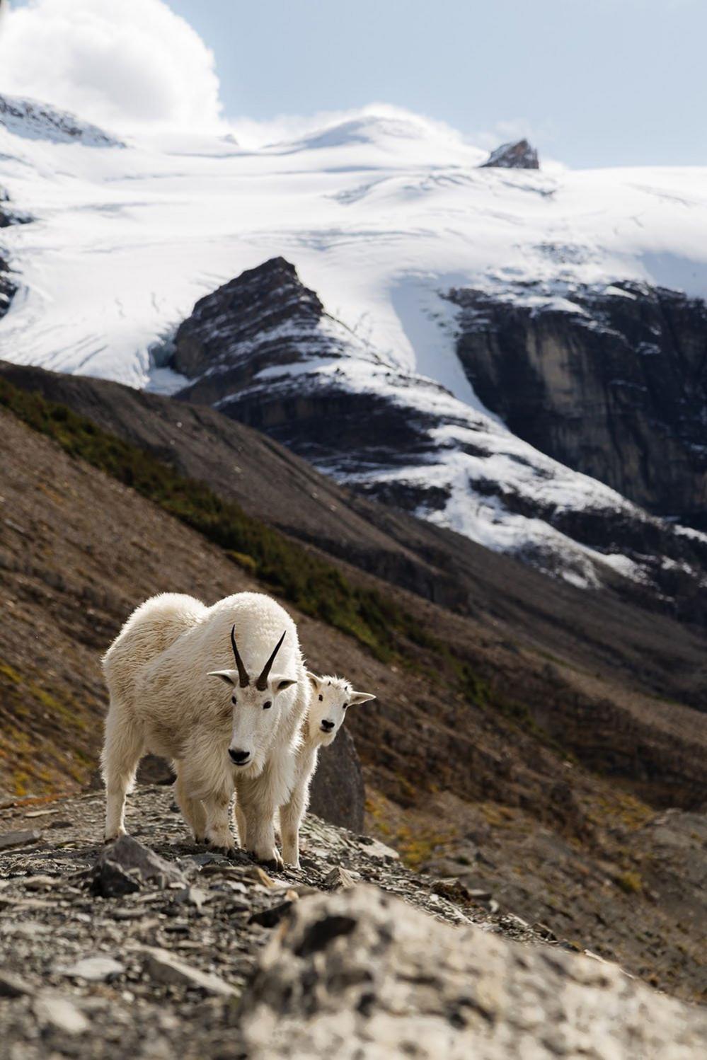 Mountain goats