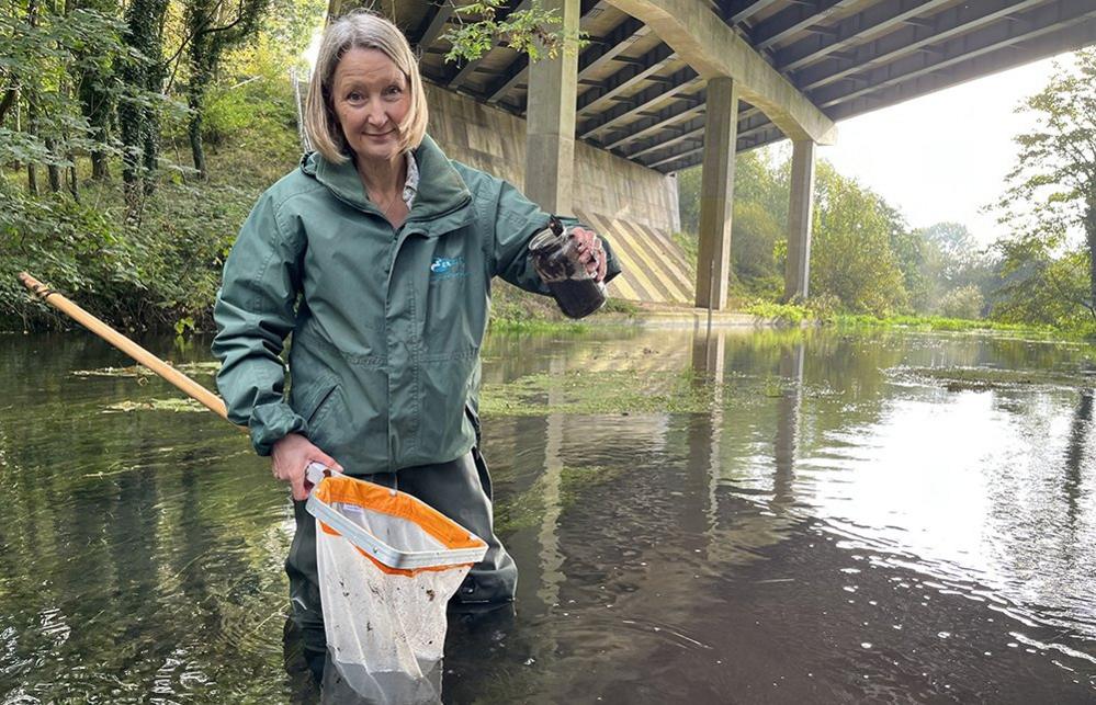 River Lambourn - a person holds a net and jar while wading in the river with a bridge in the background