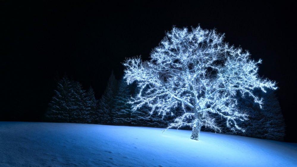 Tree covered in lights