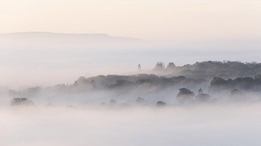 Eaves Wood, in the mist