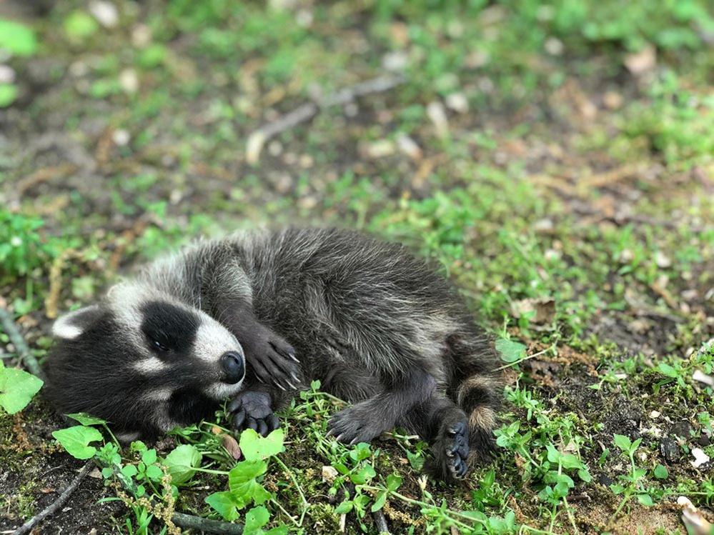 Baby raccoon