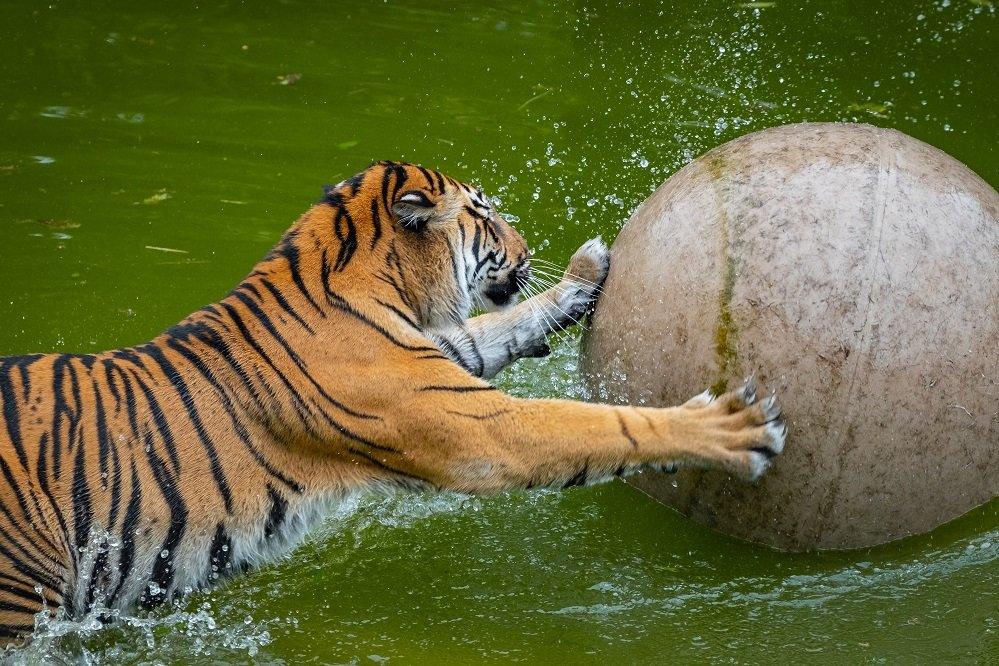 tiger playing with ball