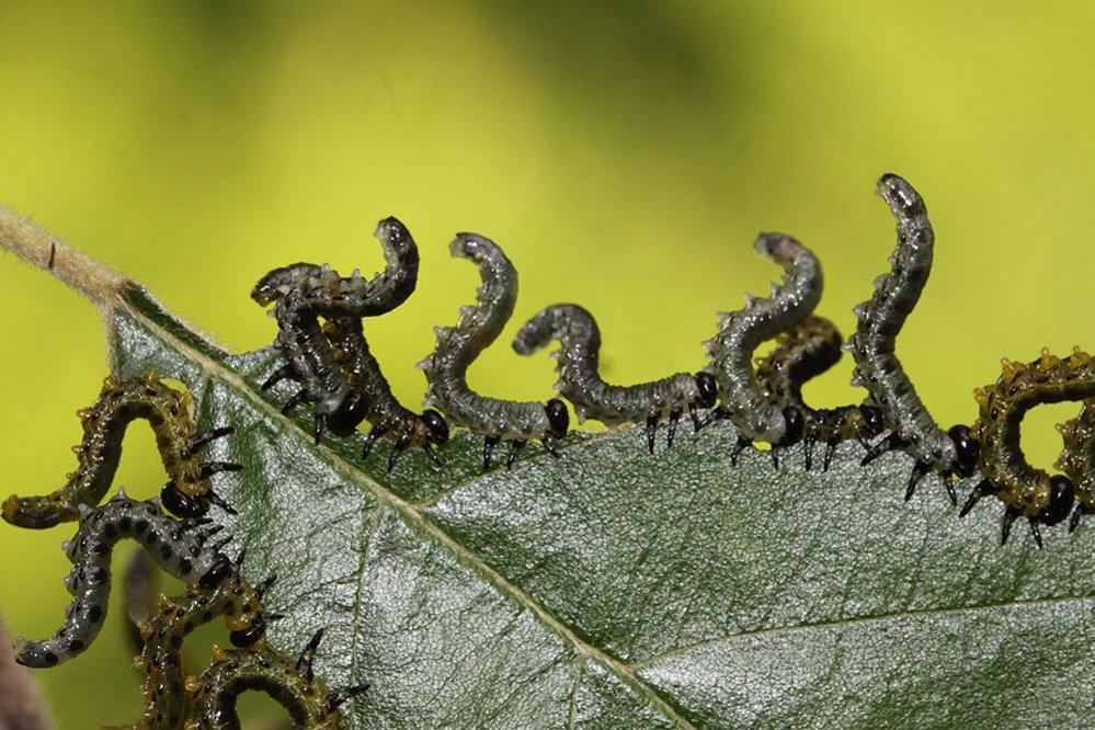 Sawfly larva