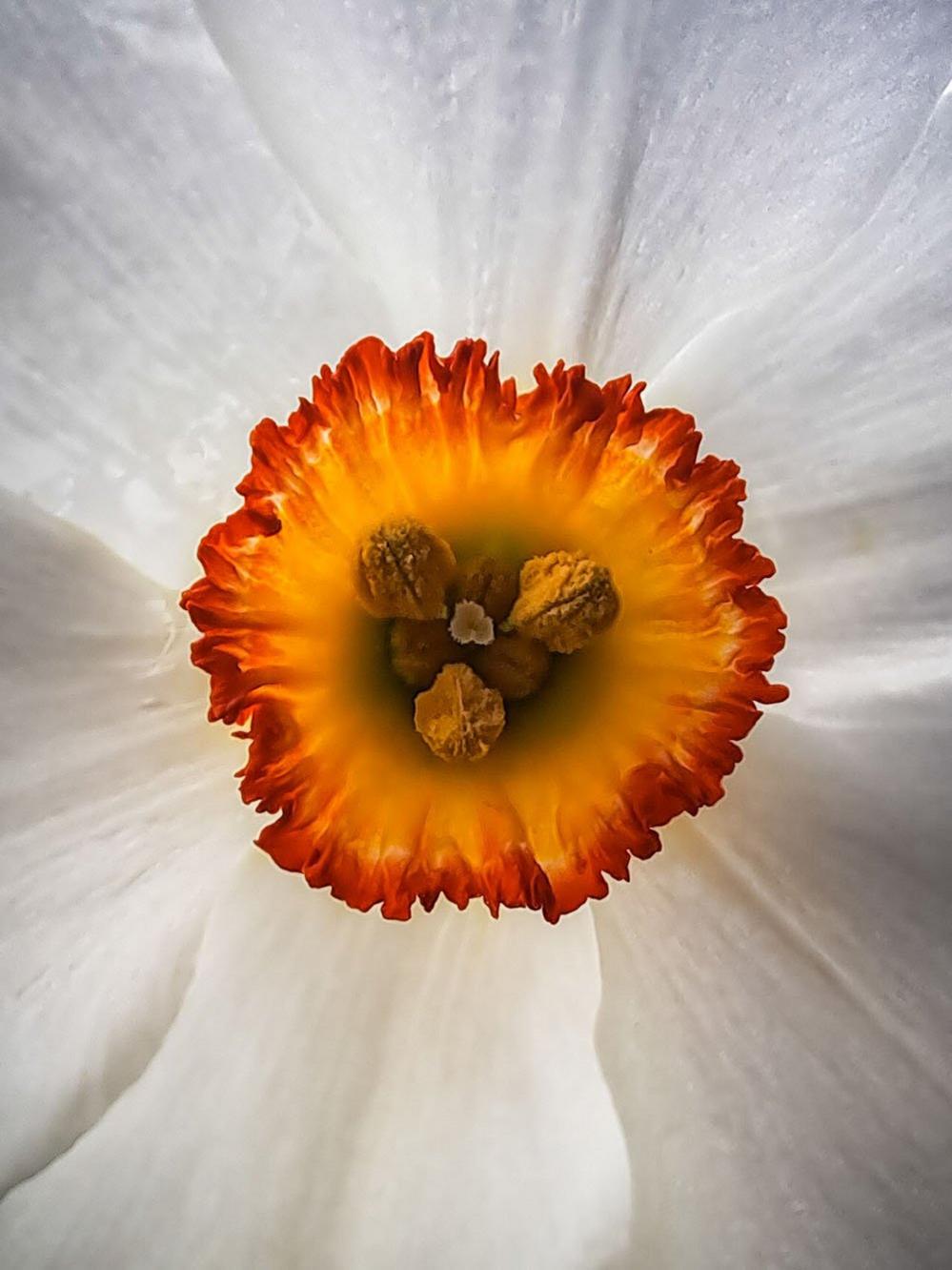 Pheasant's eye daffodil